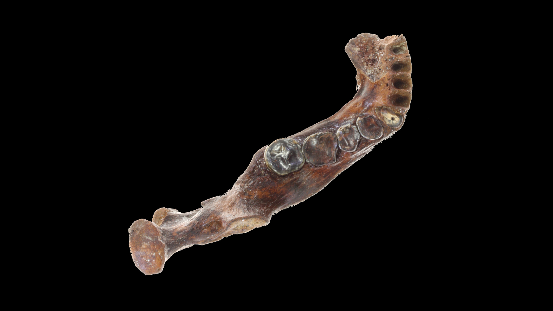 a top view of a jawbone