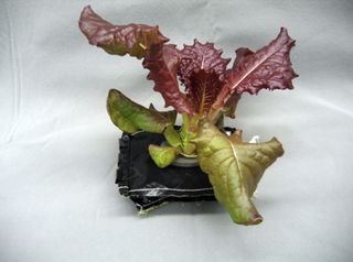 A 28-day-old Outredgeous red romaine lettuce leaf growing in a prototype spaceflight pillow.