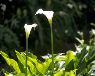 arum lilies