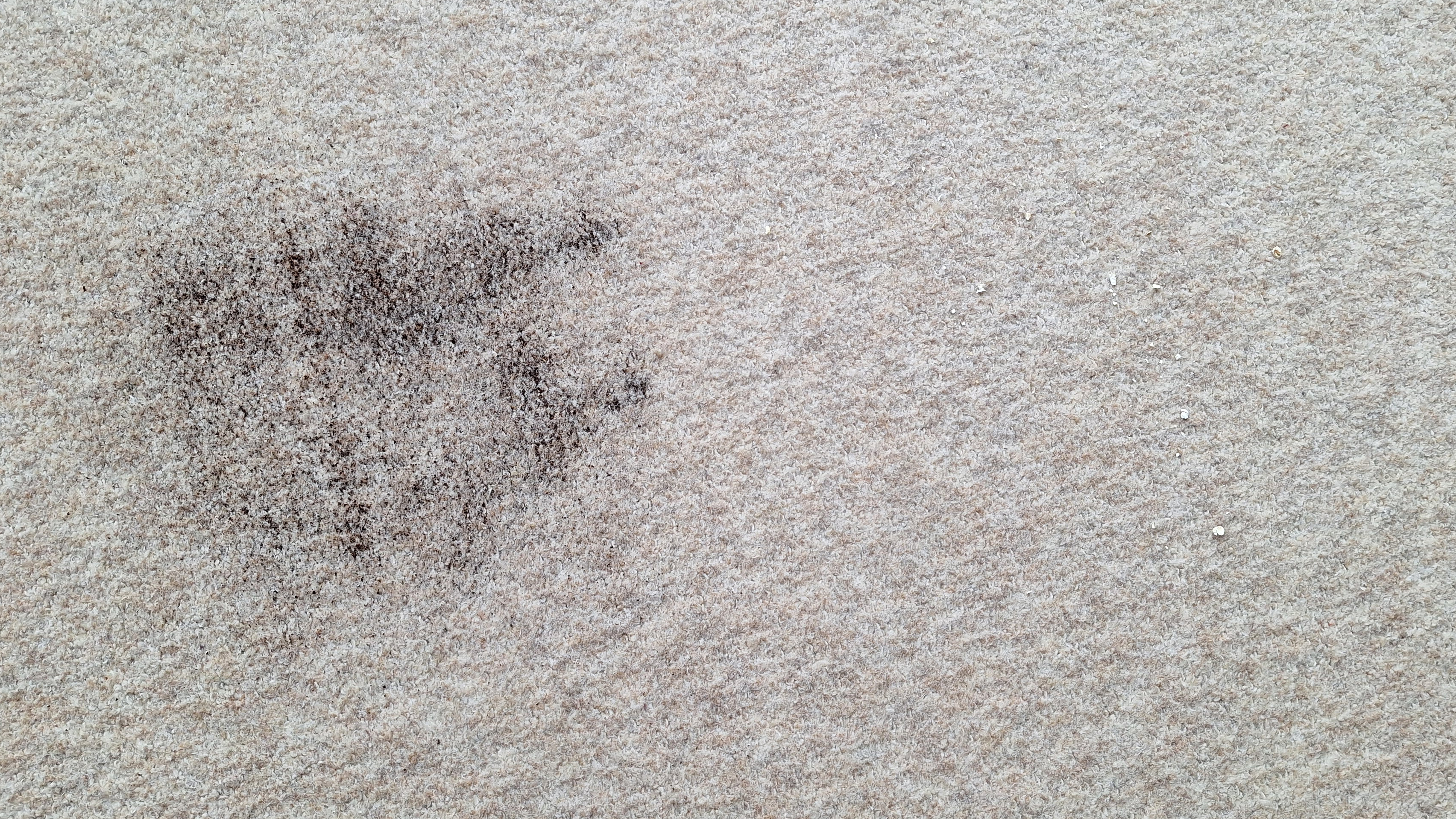 Loose tea and two loose oats on a carpeted floor after the suction test with Roborock Saros 20