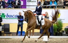 Breeders-Trophy-in-Sweden.jpg