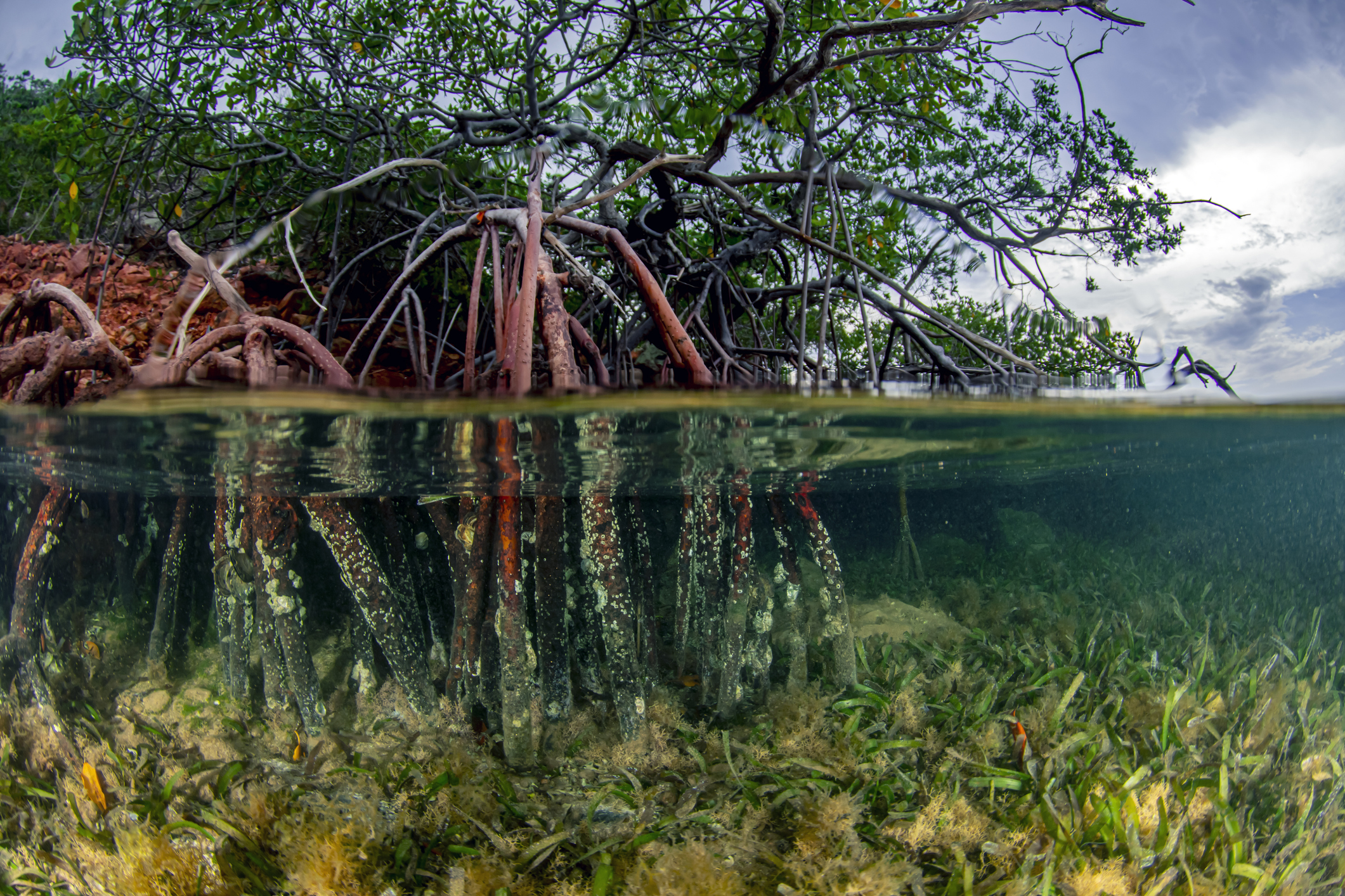 A view of mangroves showing the roots below water and the rest of the plants above.