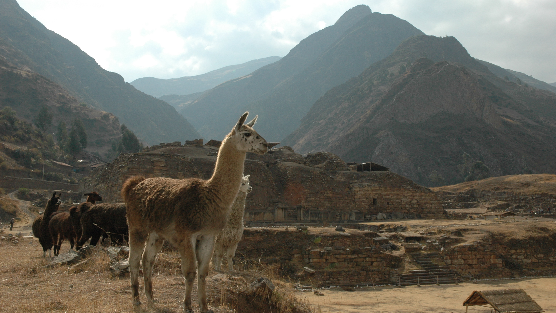 Mountains in Peru with a llama in the foreground