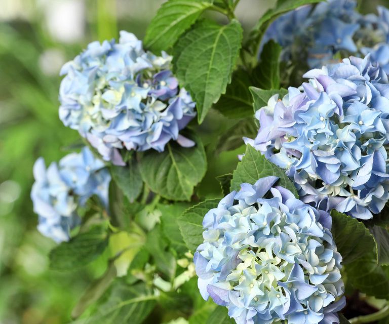 Watering hydrangeas how and when to hydrate these shrubs Homes & Gardens