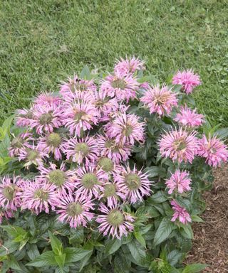 Pink flowered Monarda Pardon My Pink