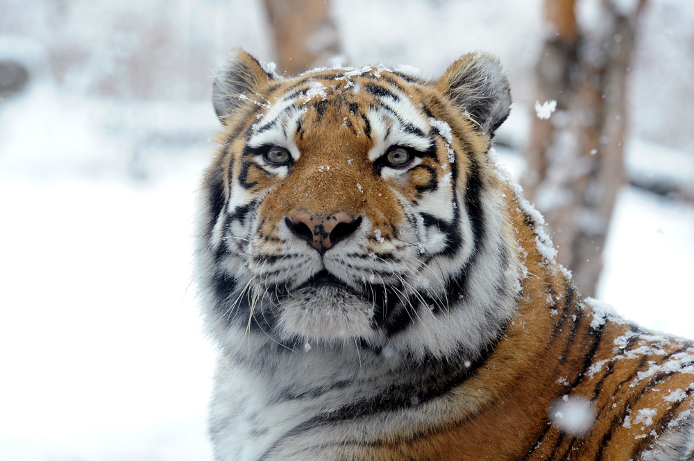 Elusive Siberian Tigers Captured in Brilliant Images | Live Science