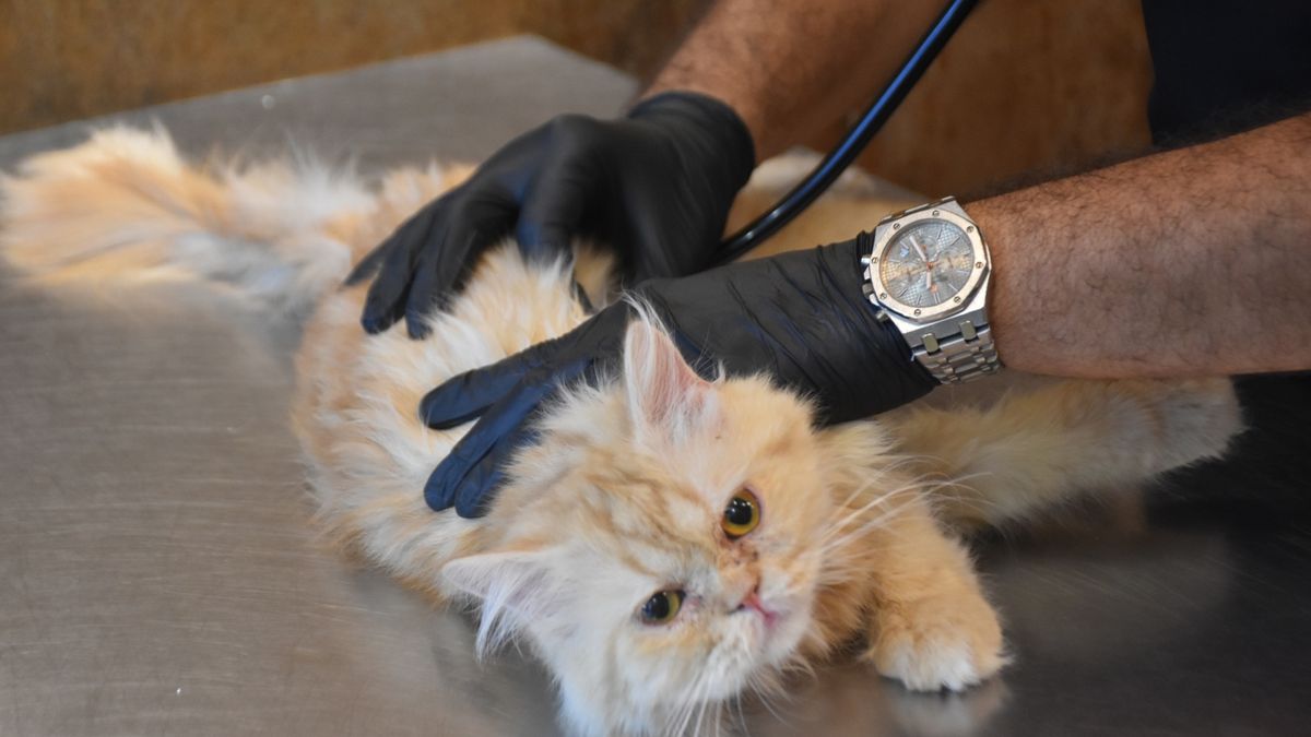 cat in the vets because the cat not eating