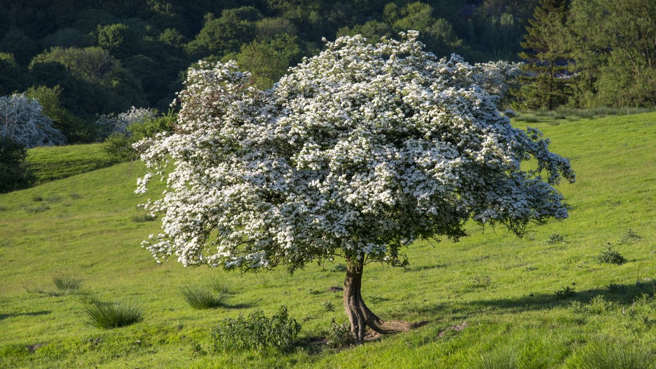 A statuesque hawthorn tree covered in white blossom