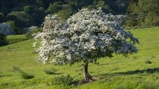 A statuesque hawthorn tree covered in white blossom