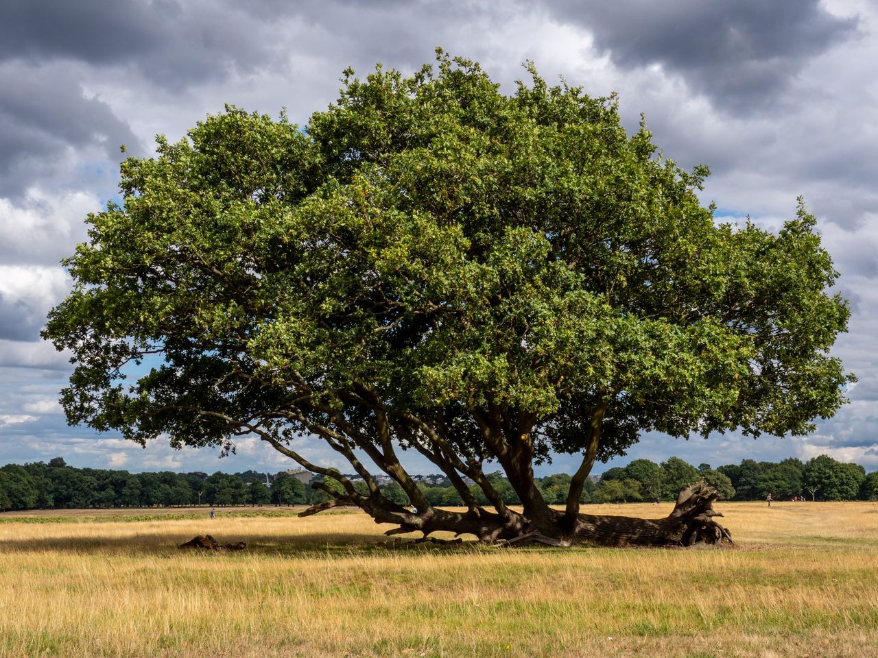 Fallen Oak in Richmond Park