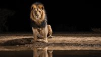 A majestic lion sits by a waterhole at night, its reflection visible in the still water. The scene is calm and powerful, against a dark, empty background