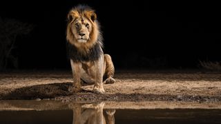 A majestic lion sits by a waterhole at night, its reflection visible in the still water. The scene is calm and powerful, against a dark, empty background