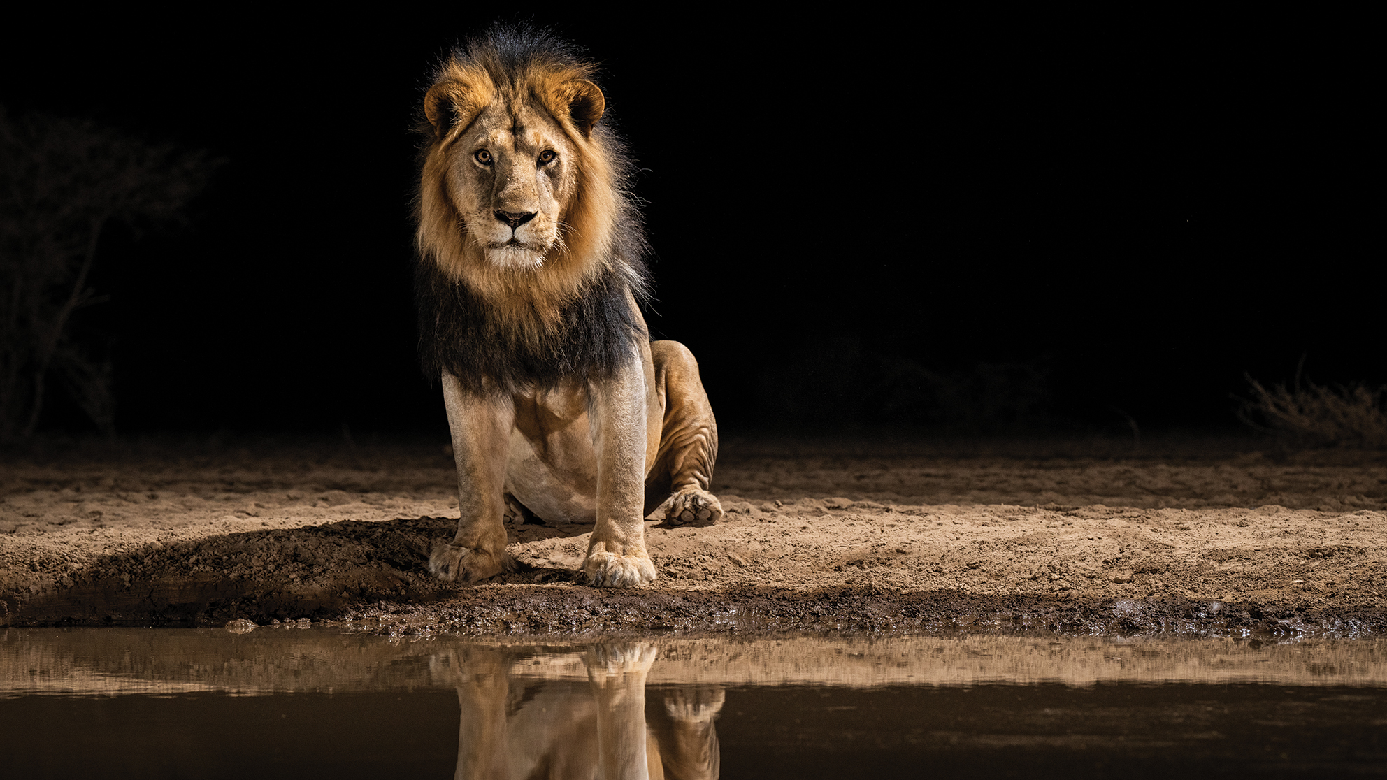 A majestic lion sits by a waterhole at night, its reflection visible in the still water. The scene is calm and powerful, against a dark, empty background