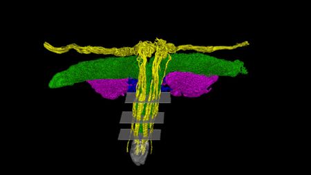 A 3D modeled map of a T-shaped organ with yellow, purple and green separating out key nerve tracts. 