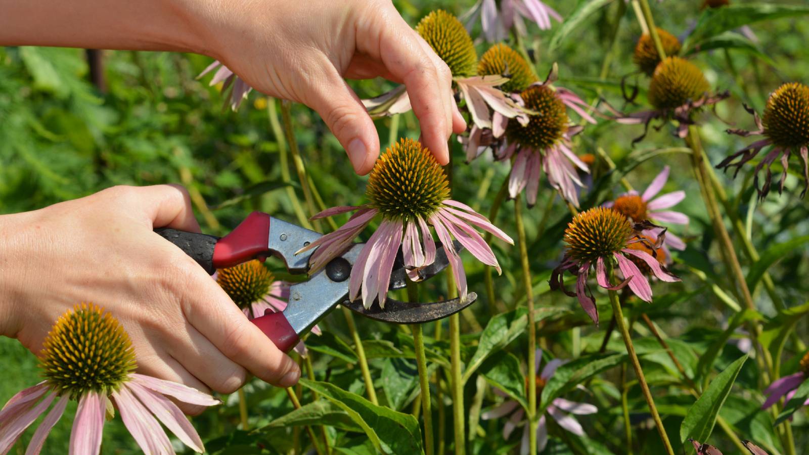Hands using pruners to cut an echinacea flower
