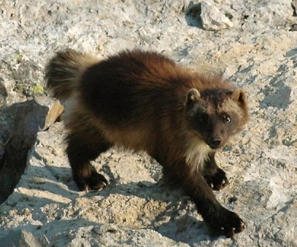 DO NOT REUSE THIS IMAGE. Wolverines live in cold places that are resource-scarce. 