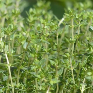 Thymus 'Thyme of Provence'