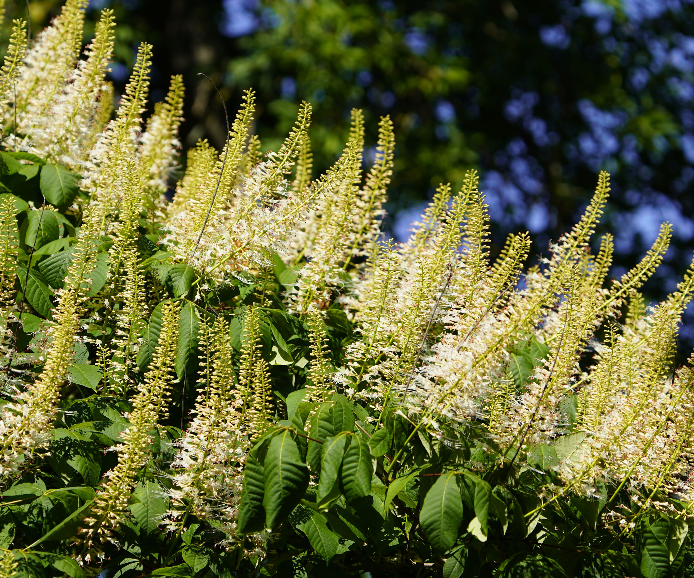 bottlebrush buckeye with creamy white flowers