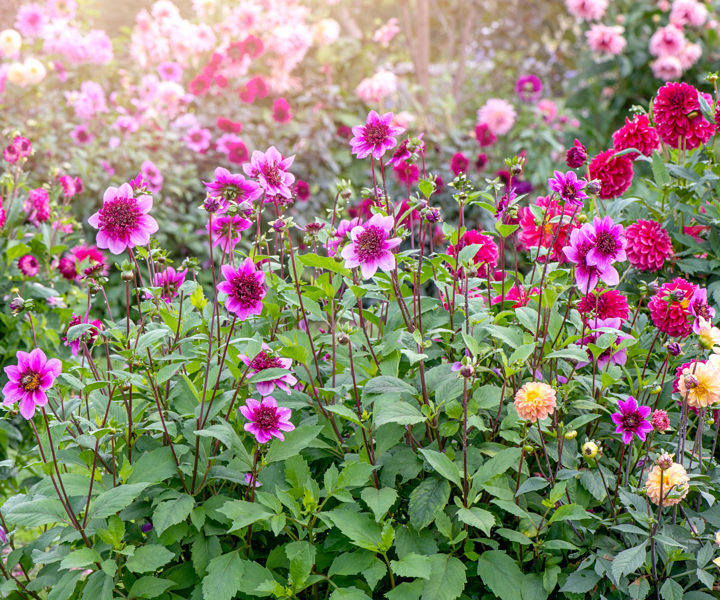 mixed tall pink dahlias in border display