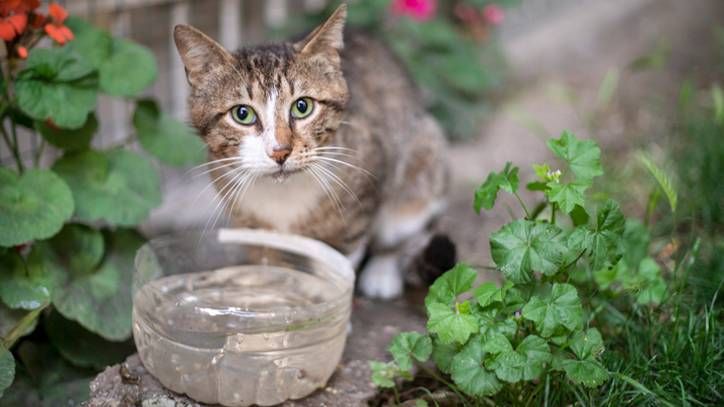 cat drinking a lot of water stress
