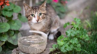 cat drinking a lot of water