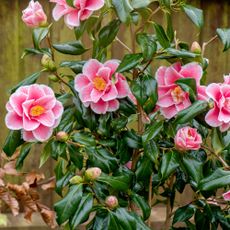 Camellias in garden 