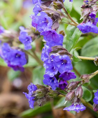 Blue flowers of the spring blooming lungwort, Pulmonaria 'Blue Ensign', are held above unspotted foliage