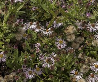 Climbing asters in a sunny garden