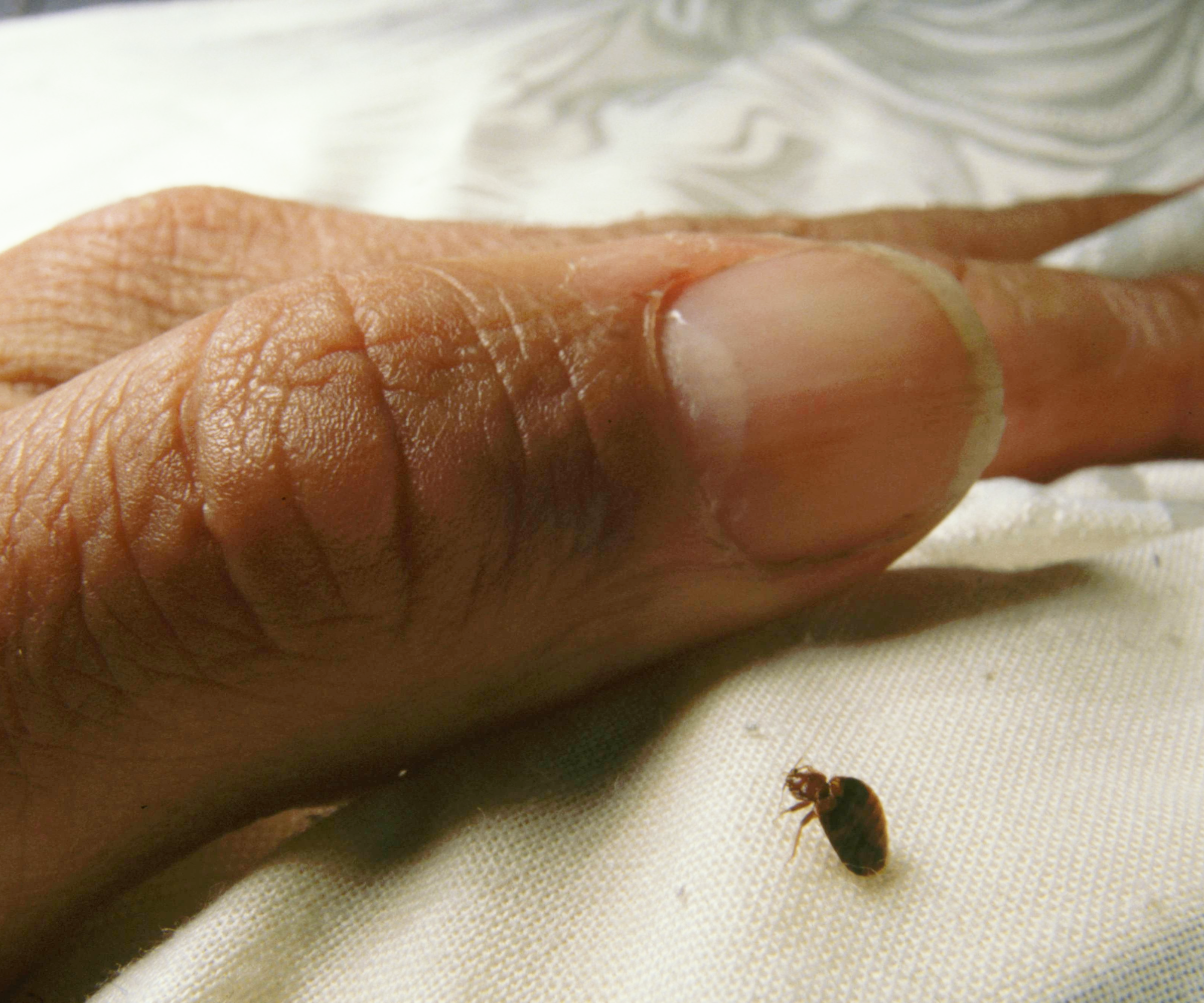 Bedbug on a sheet next to a person&#039;s hand