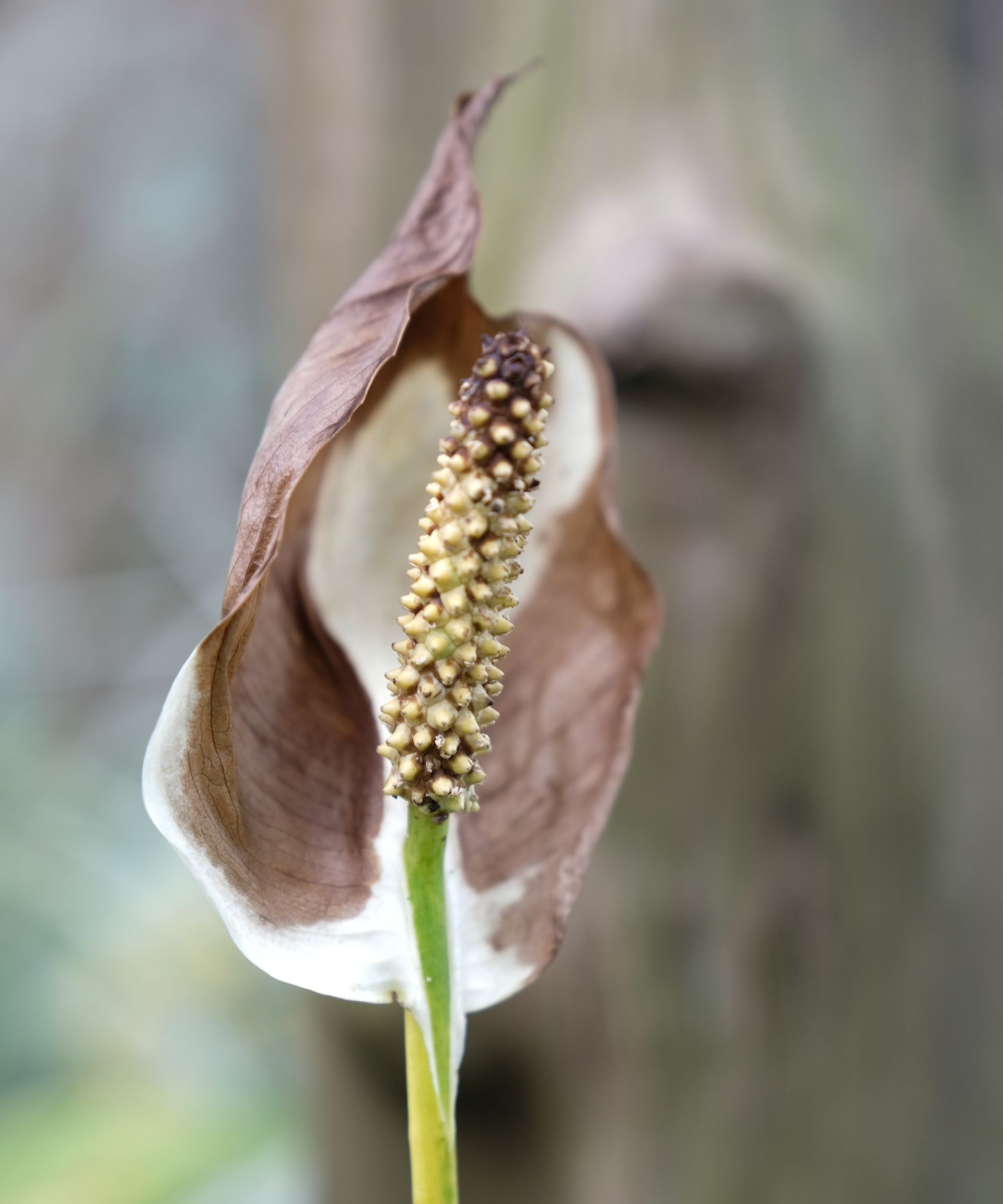 Peace lily flower that has turned brown with sun scorch