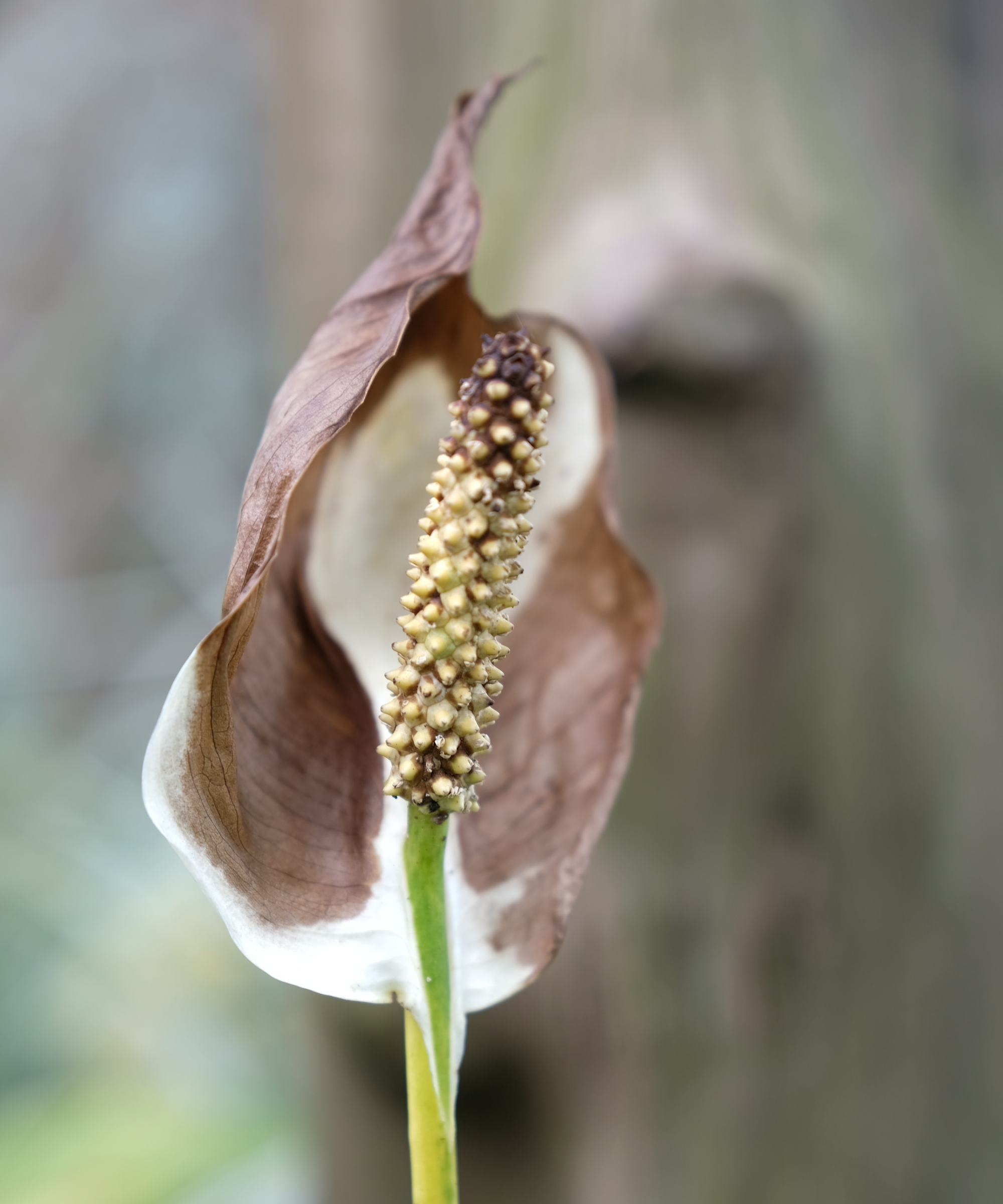 Peace lily flower that has turned brown with sun scorch