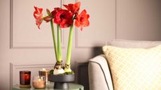 amaryllis flowers indoors