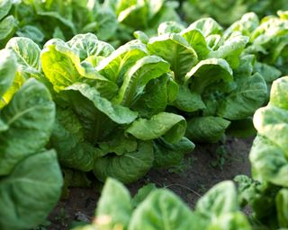 lettuce growing