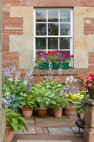 hostas in pots in side garden below window