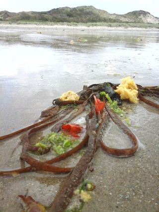Sea Waste