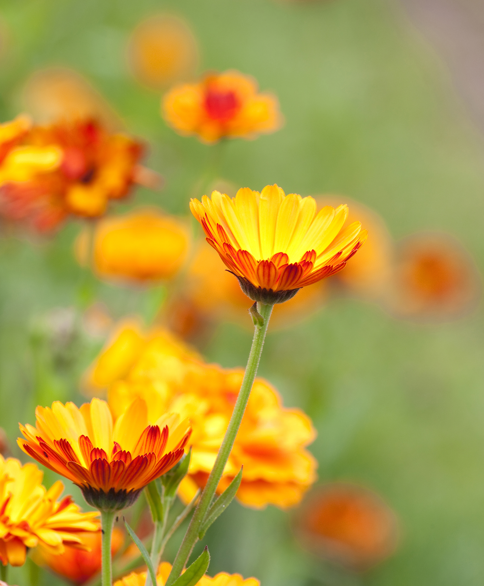 calendula for planting in September