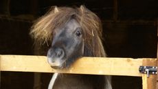 Redwings-Wensley.jpeg