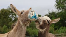 The-Donkey-Sanctuary-iii.jpg
