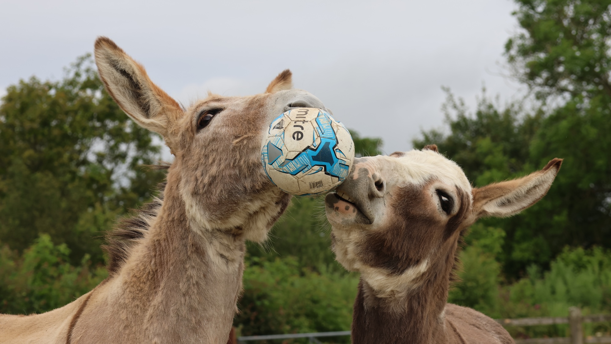 The-Donkey-Sanctuary-iii.jpg
