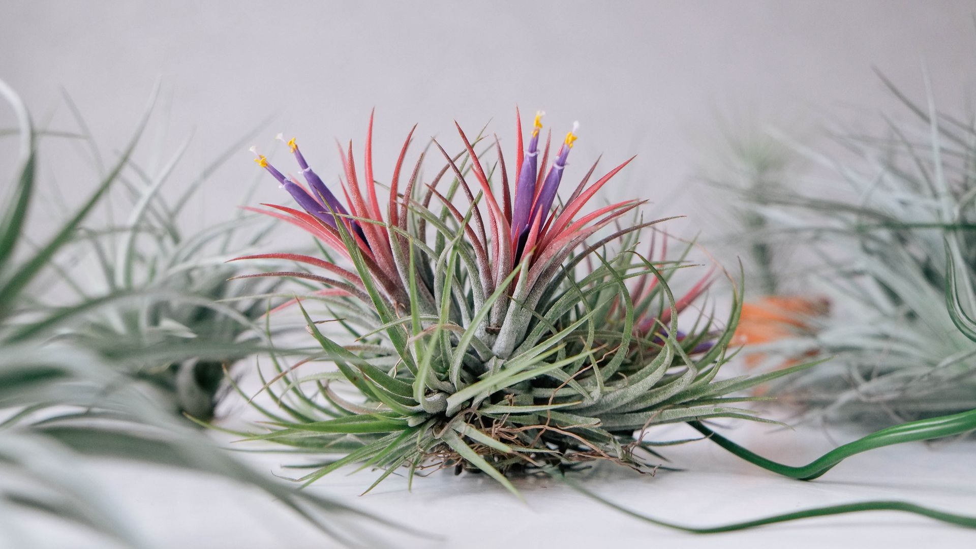 How to care for air plants and help them thrive | Tom's Guide