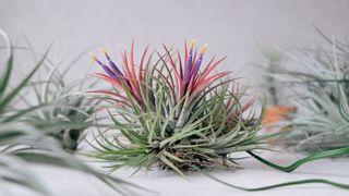 A flowering air plant sitting amongst others on a flat surface
