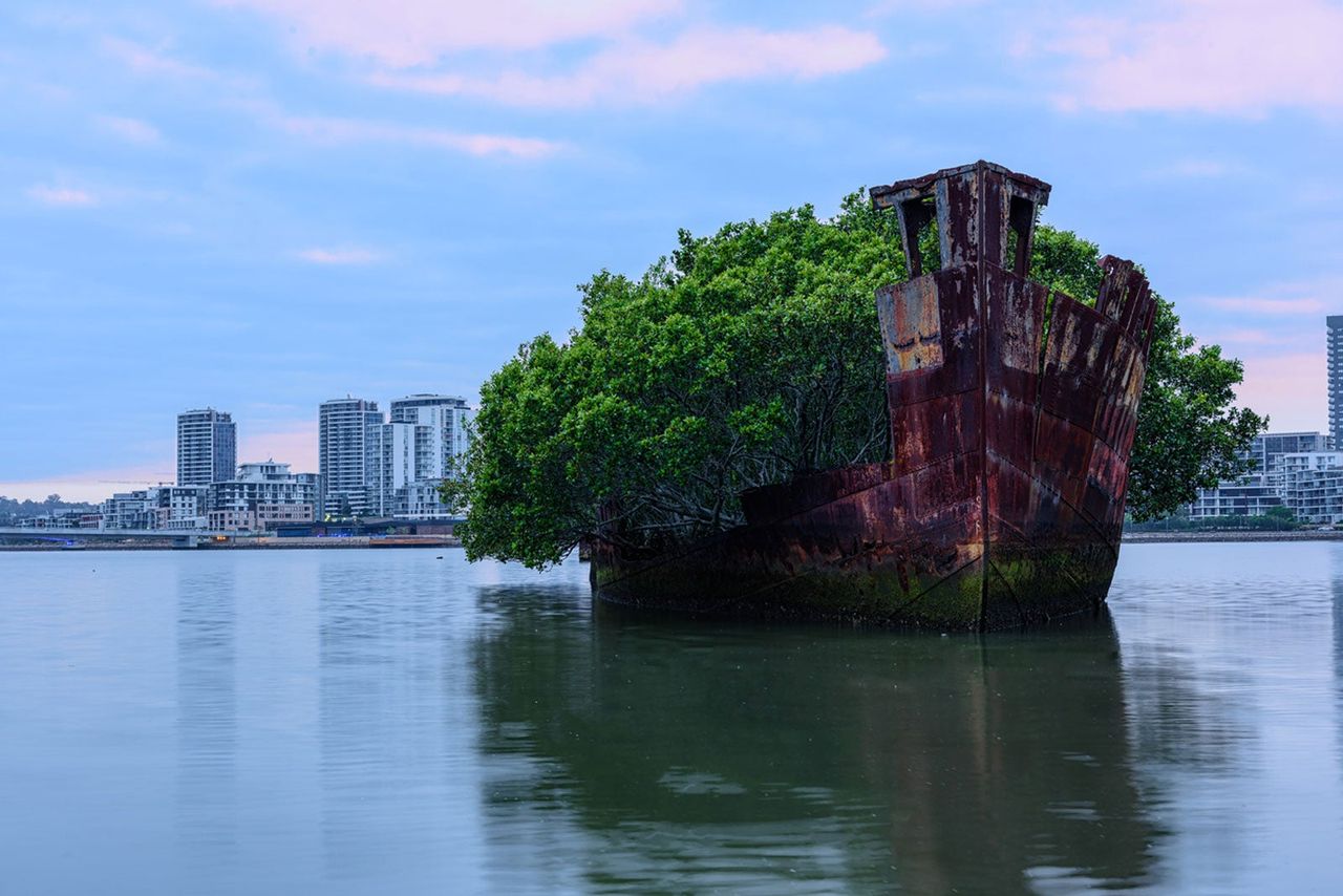 Floating Forest On Old Boat In A Body Of Water