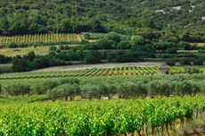 Vineyards near to Aniane in Languedoc, where Lauren Vaill&eacute; made wine.
