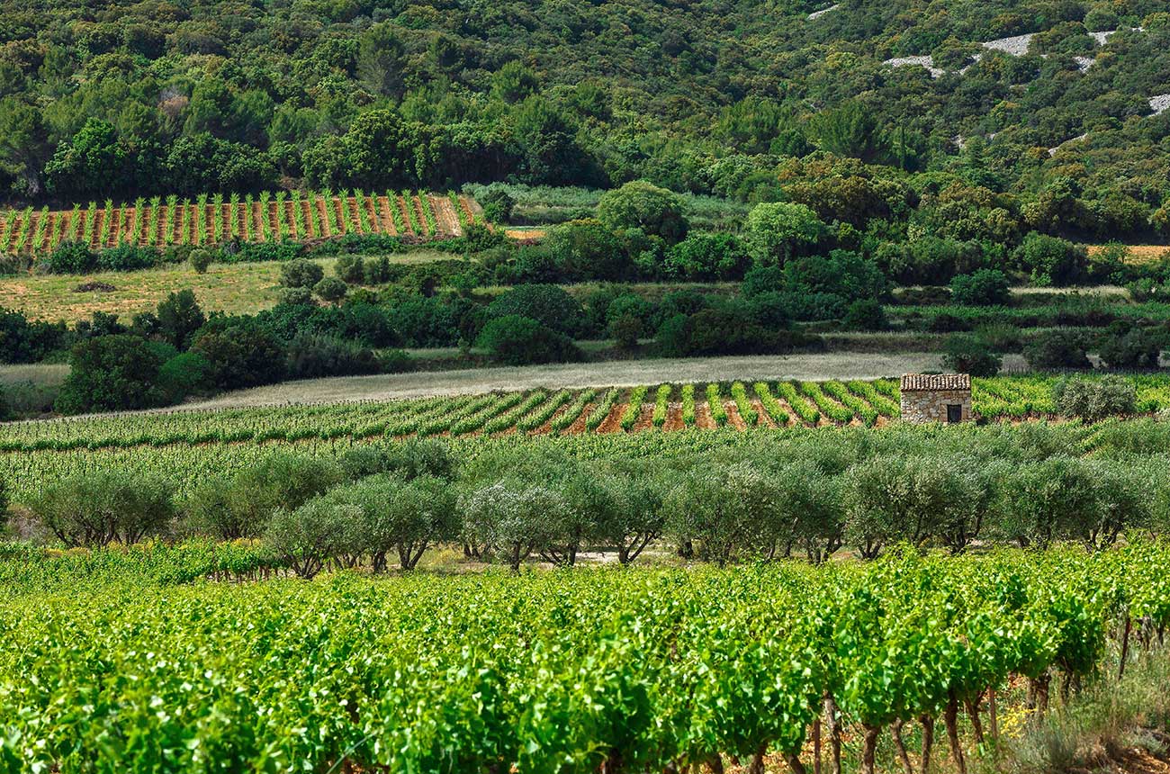 Vineyards near to Aniane in Languedoc, where Lauren Vaill&eacute; made wine.