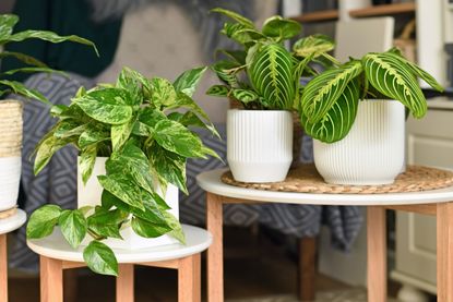 Three houseplants in white pots on small plant stands