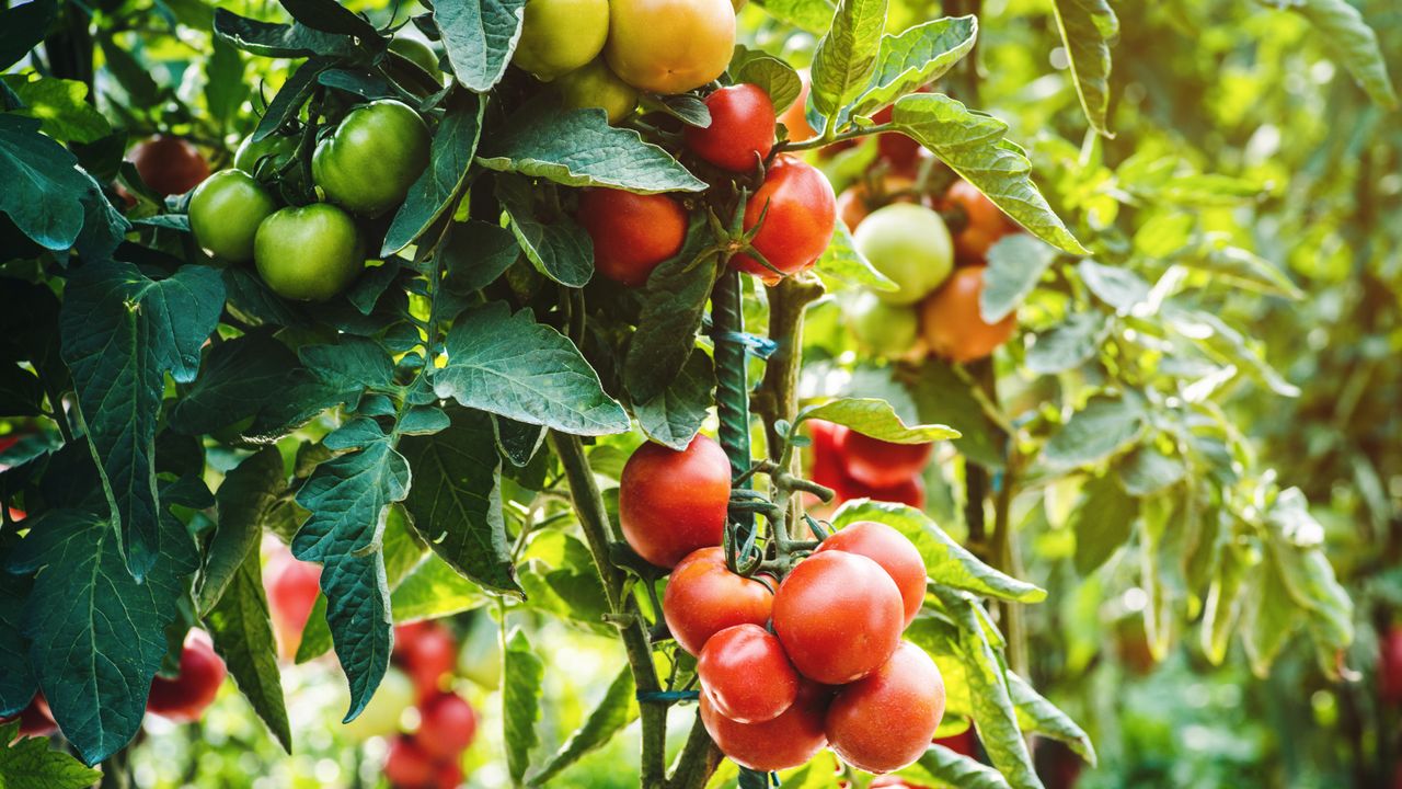 A flourishing tomato plant