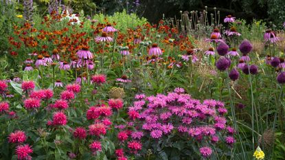 late summer flowers planted in a mixed border