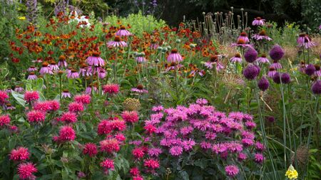 late summer flowers planted in a mixed border