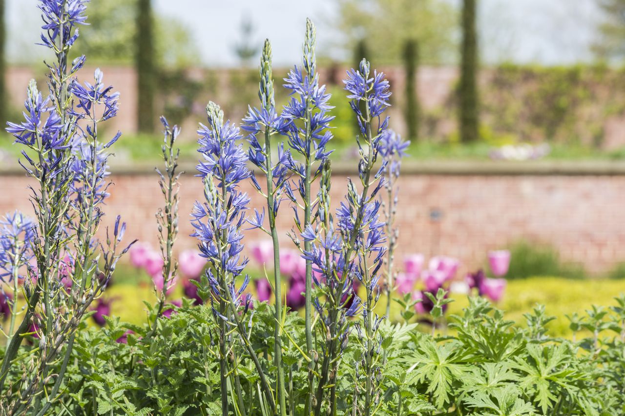 Camassias are ideal late-spring, early-summer bulbs.