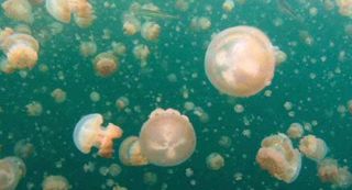 jellyfish-lake-110623-02